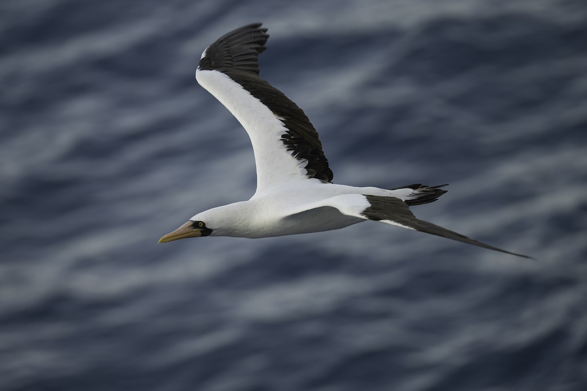 Nazca Booby - ML556567201