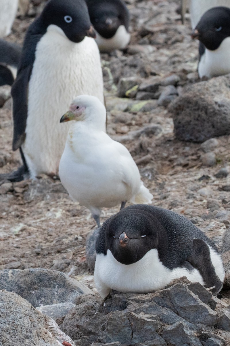 Picovaina de las Malvinas - ML556567751