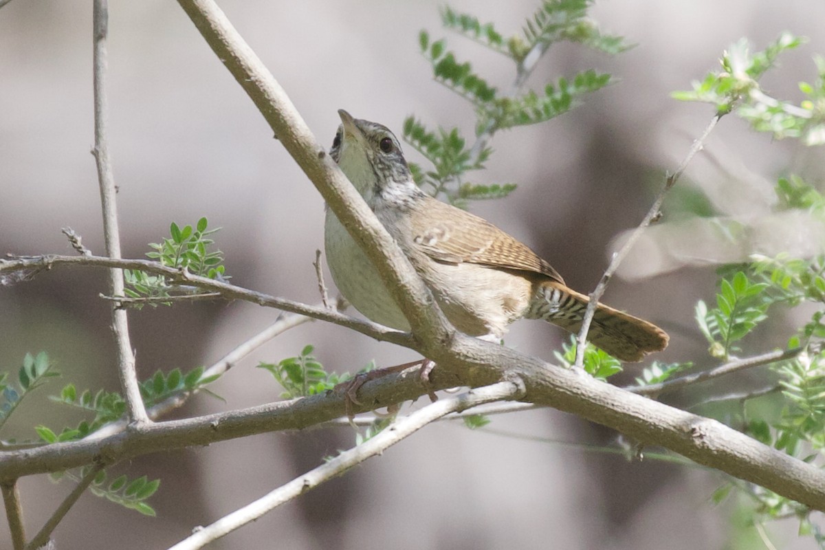 Sinaloa Wren - ML556568211