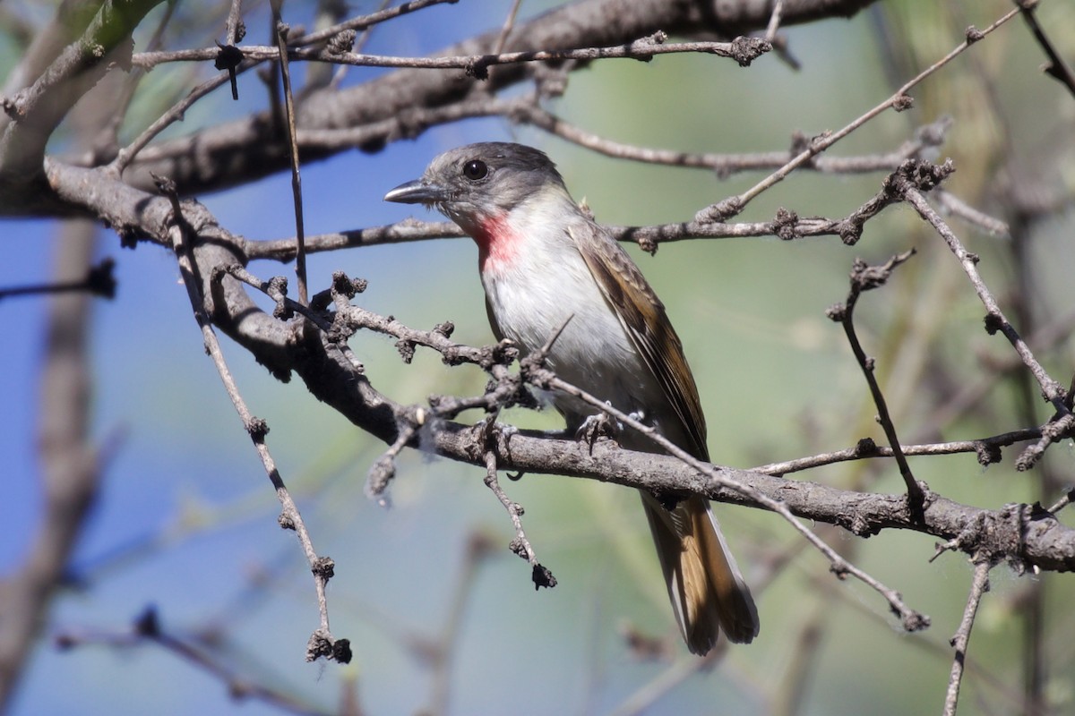 Rose-throated Becard - ML556568281