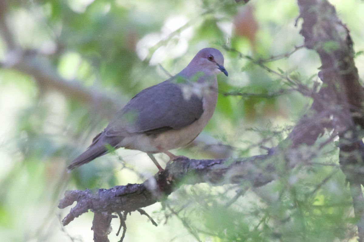 White-tipped Dove - ML556568591