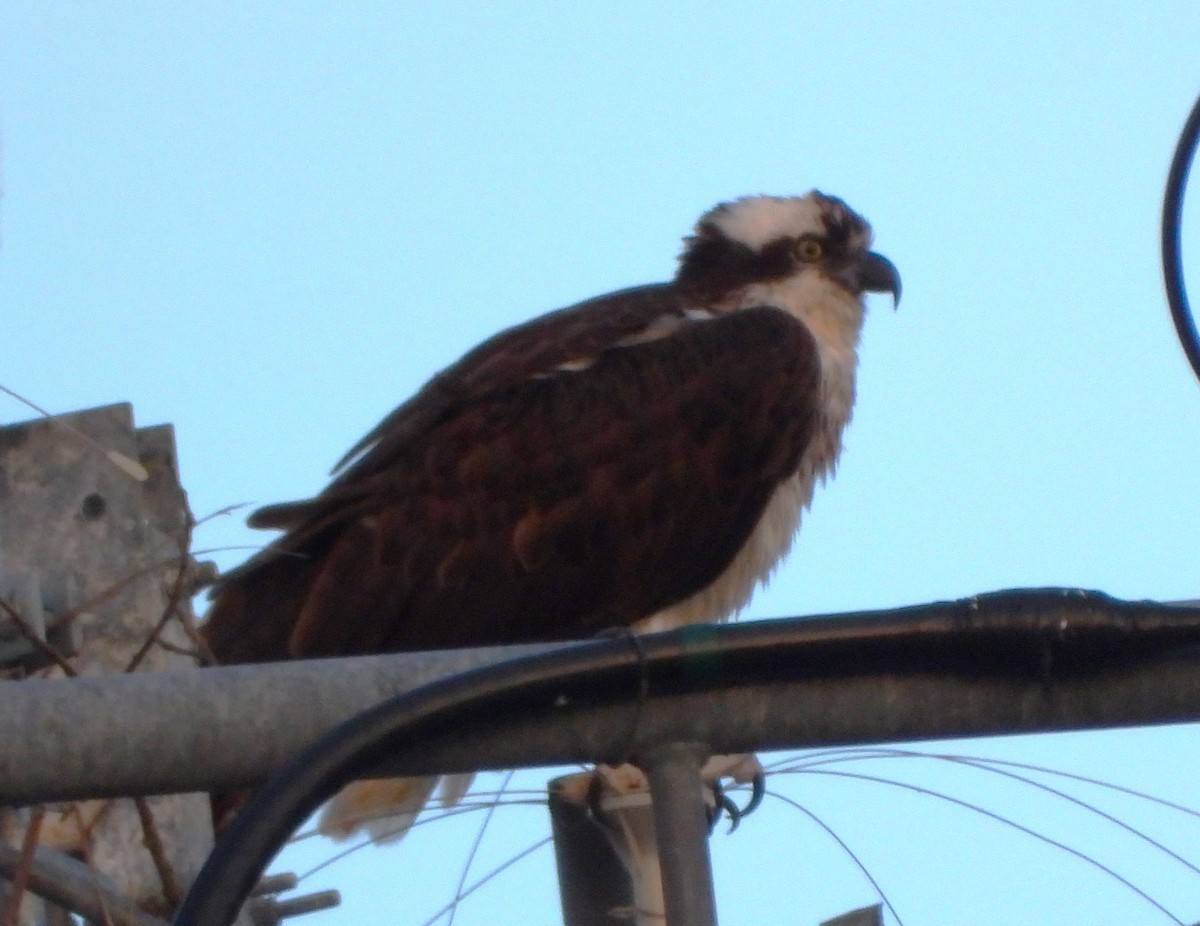 Águila Pescadora - ML556568651