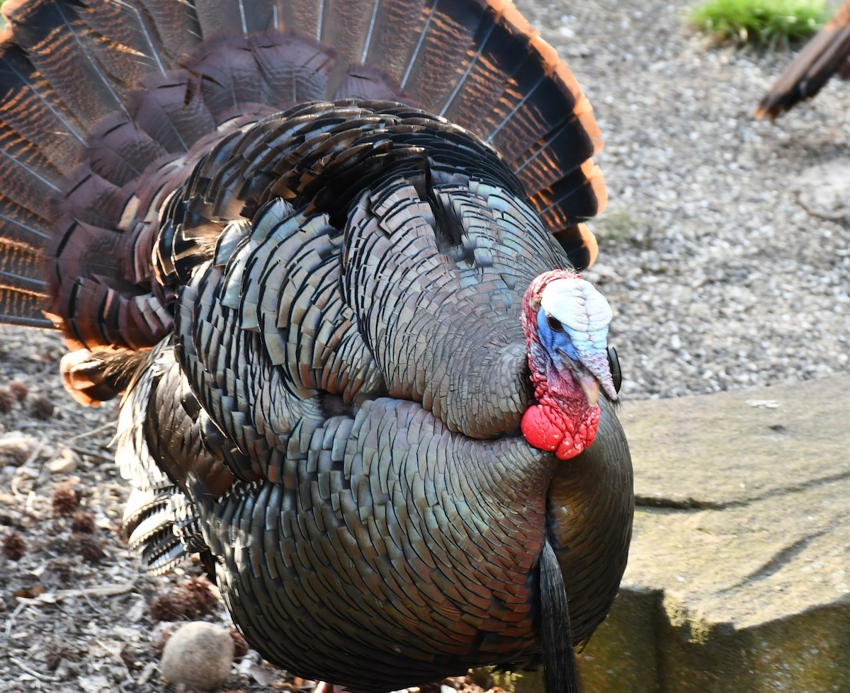 Wild Turkey - ML556568701