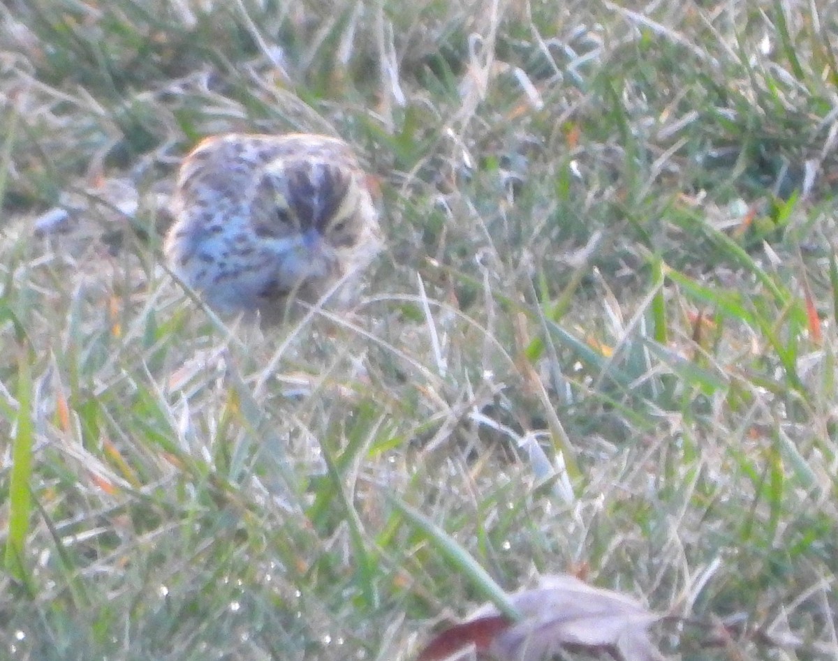 Savannah Sparrow (Ipswich) - ML556568991