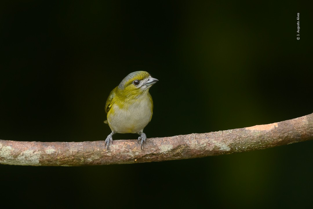 Golden-bellied Euphonia - ML556569011