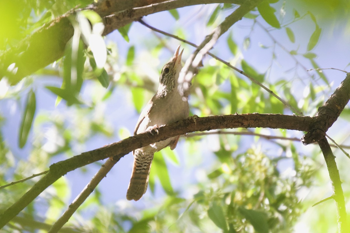 Sinaloa Wren - ML556569141