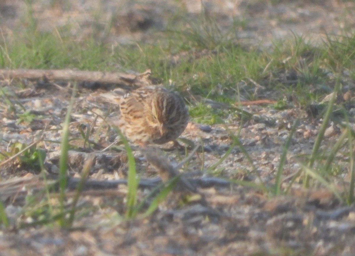 Savannah Sparrow (Savannah) - ML556569421