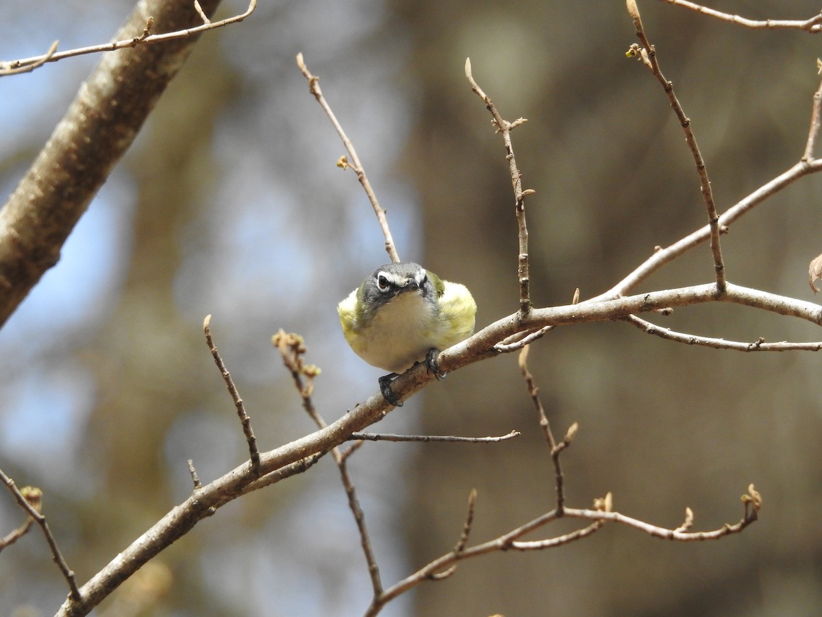 Blue-headed Vireo - ML556570221