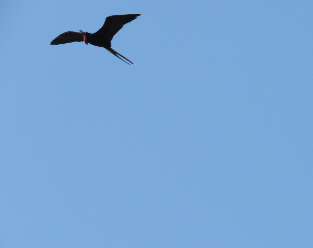 Magnificent Frigatebird - ML556572781