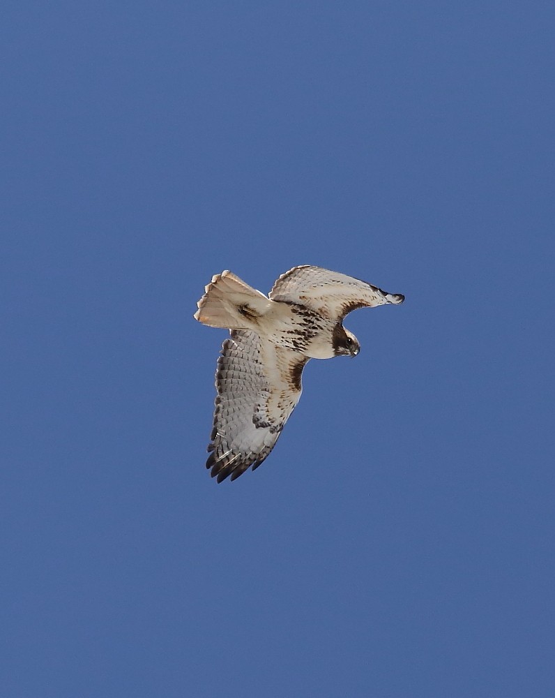 Red-tailed Hawk - ML55657411