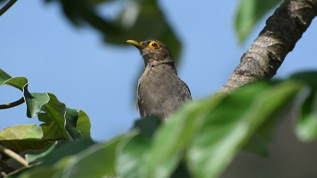 Spectacled Thrush - ML556575171