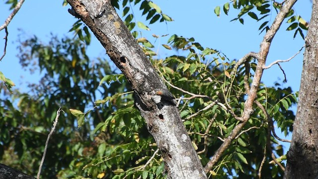 Red-crowned Woodpecker - ML556575751