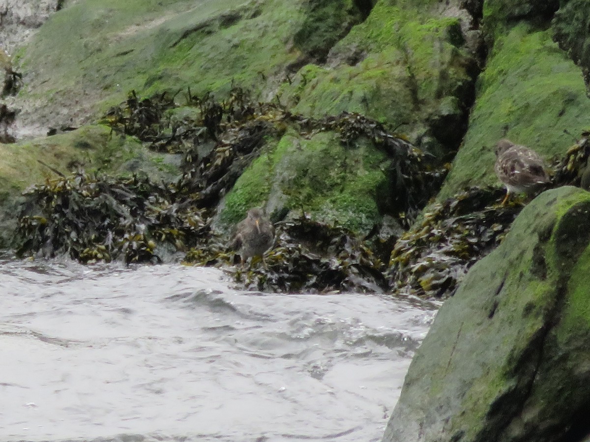 Purple Sandpiper - ML55657691