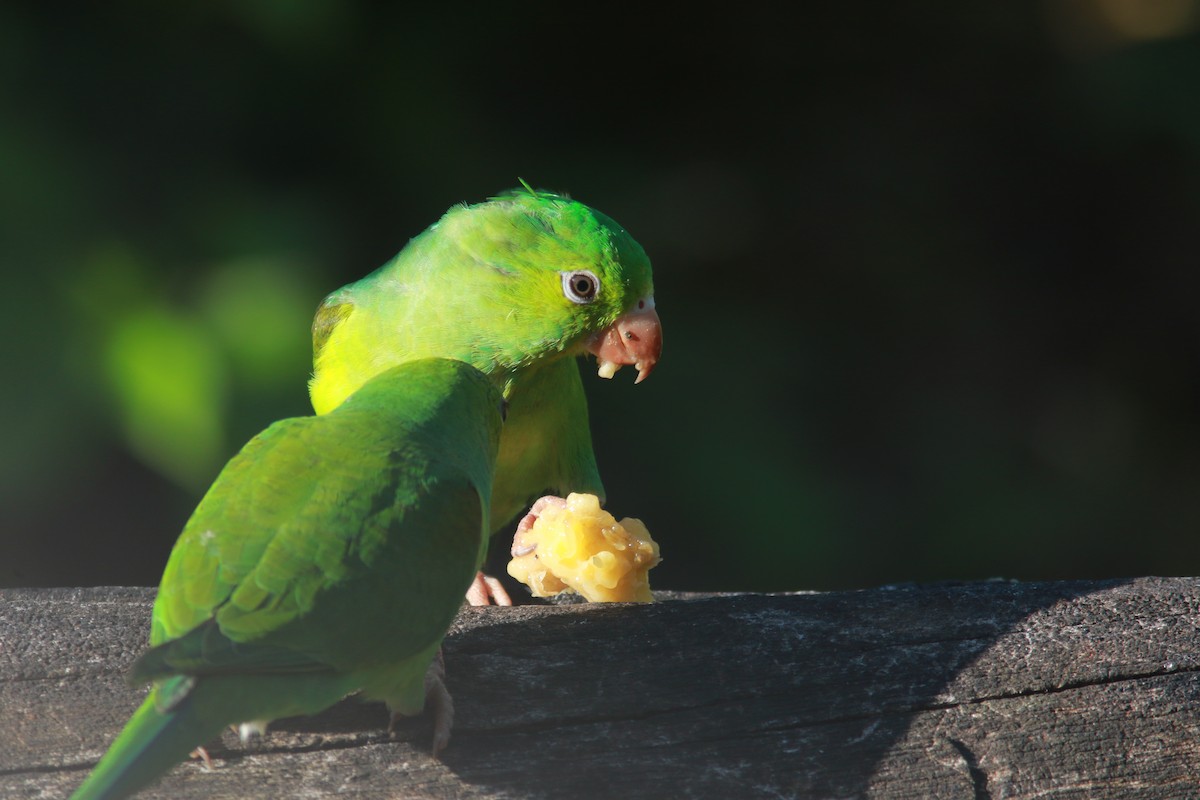 Plain Parakeet - ML556577491