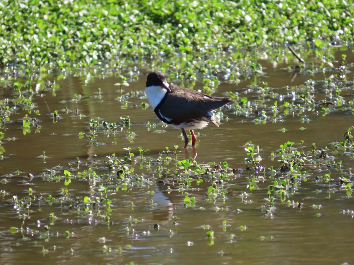 Red-kneed Dotterel - ML556579331