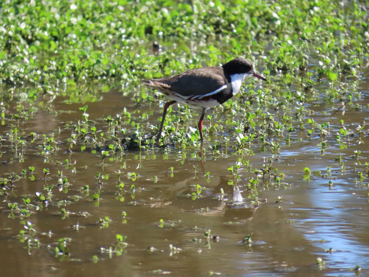 Red-kneed Dotterel - ML556579471