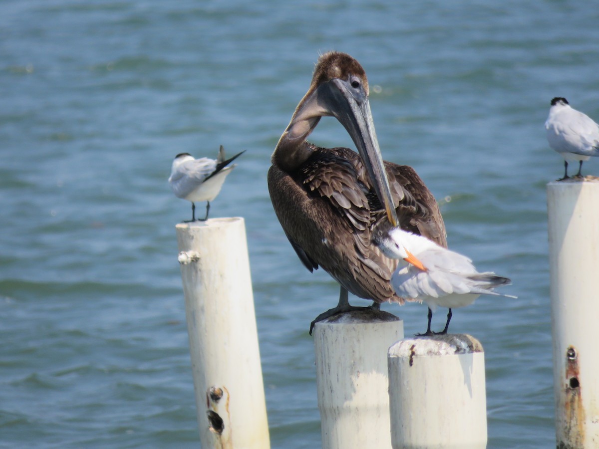 Brown Pelican - ML556581411