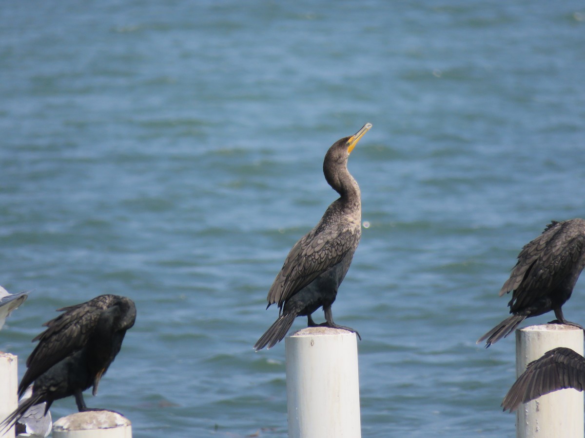 Double-crested Cormorant - Sheila Hale