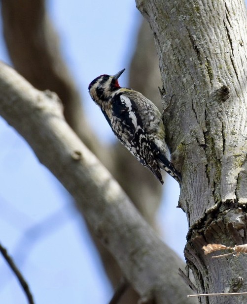 Yellow-bellied Sapsucker - ML556581671