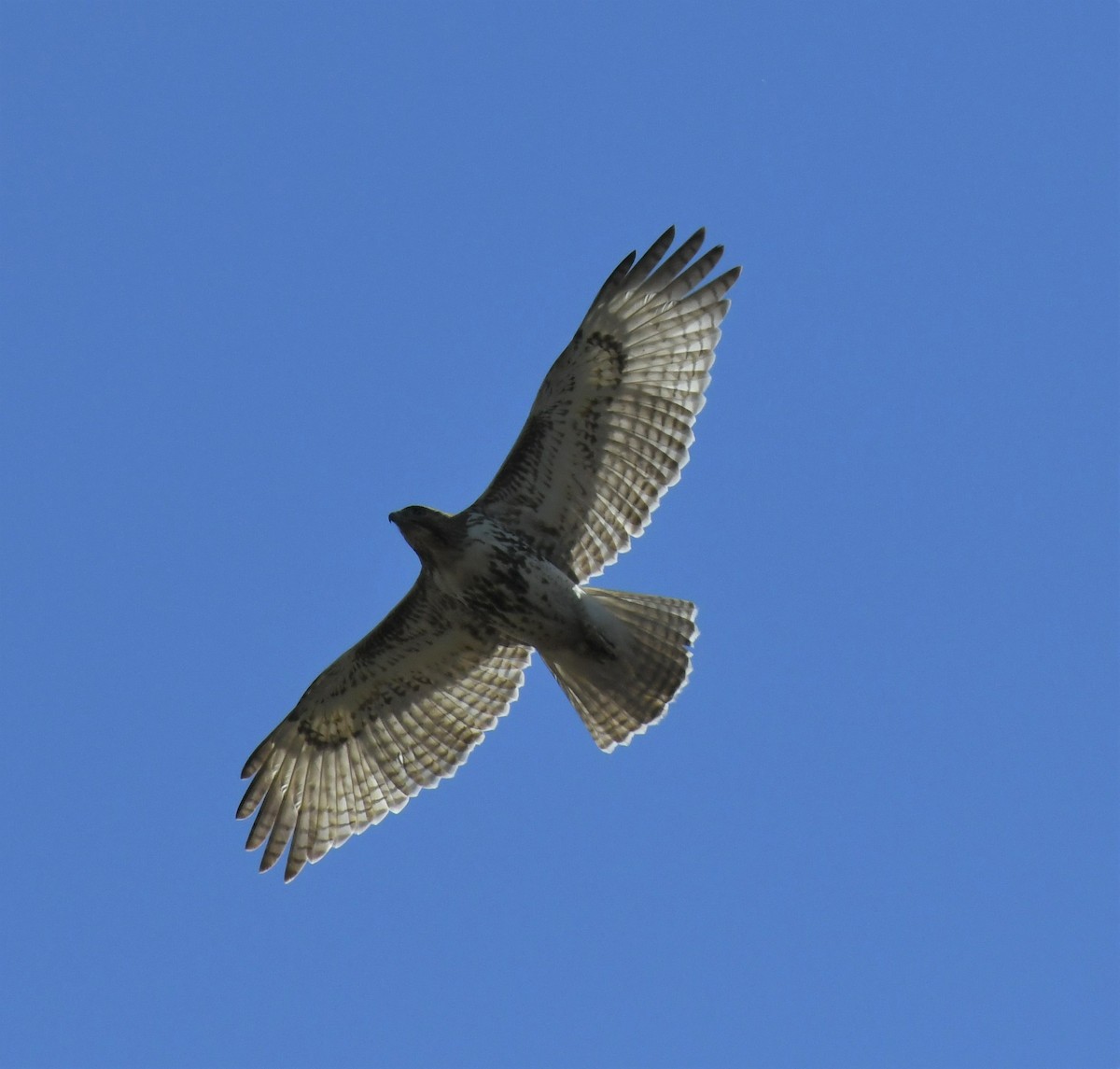 Red-tailed Hawk - ML556583551