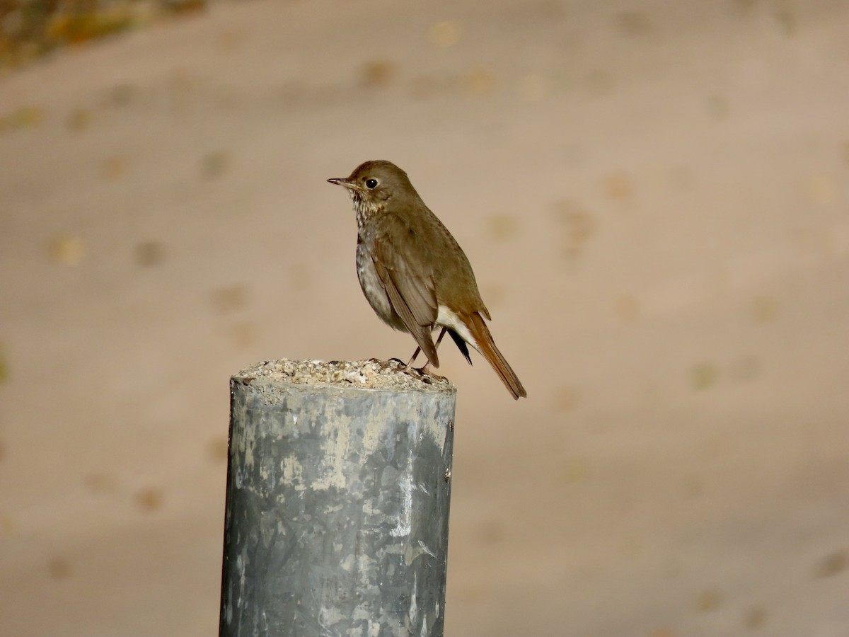 Hermit Thrush - ML556584151