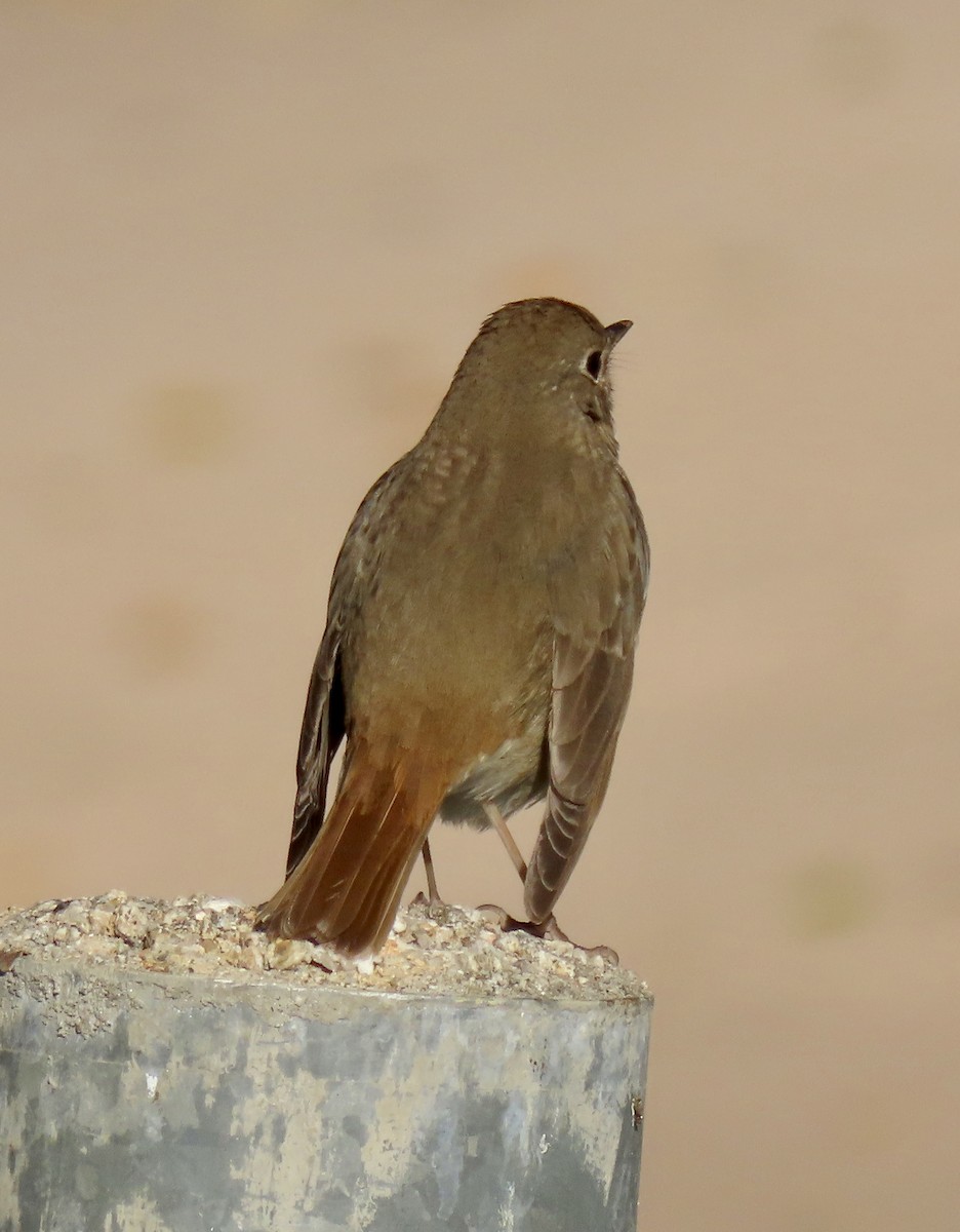 Hermit Thrush - ML556584161