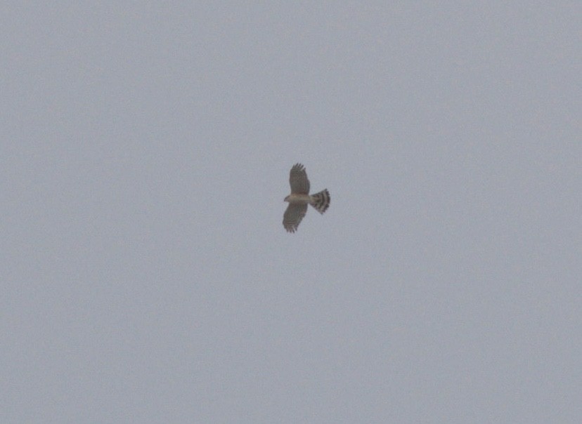 Cooper's Hawk - Mary Powers