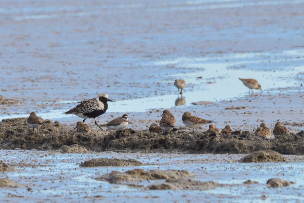 Black-bellied Plover - libicni Rivero