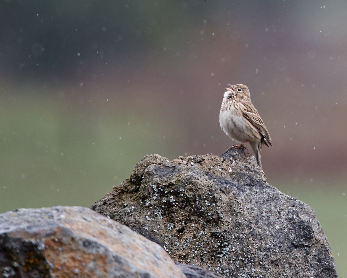 Vesper Sparrow - Frank Lospalluto