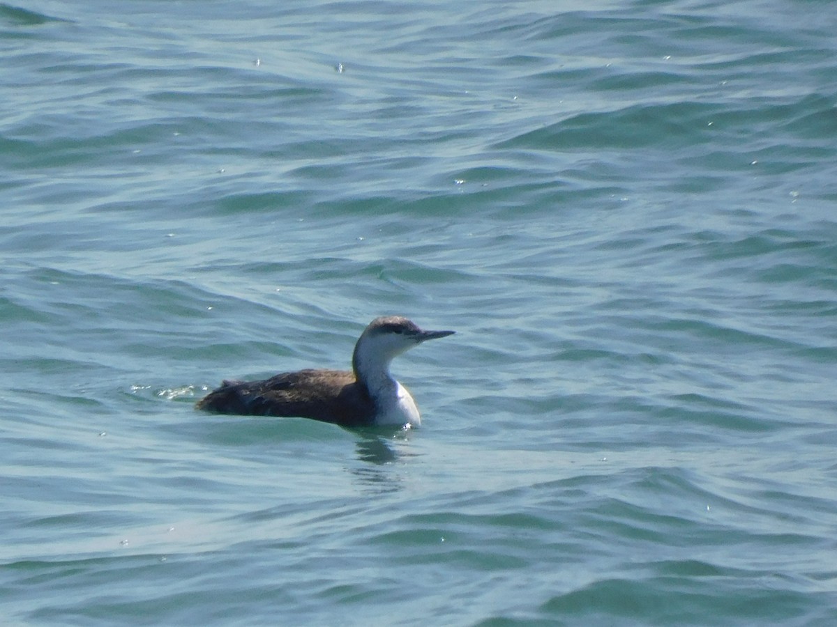 Red-throated Loon - ML556585771