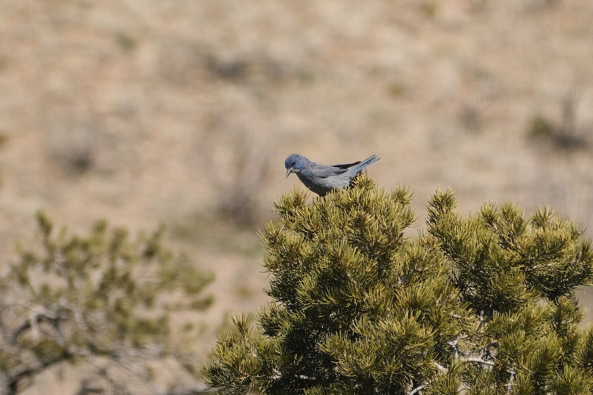 Pinyon Jay - ML556585881