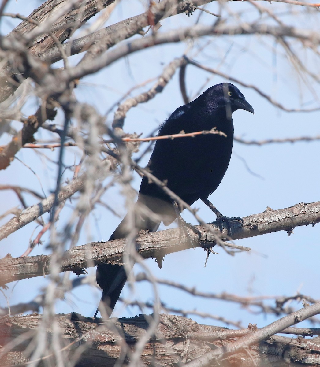 Great-tailed Grackle - ML556586711