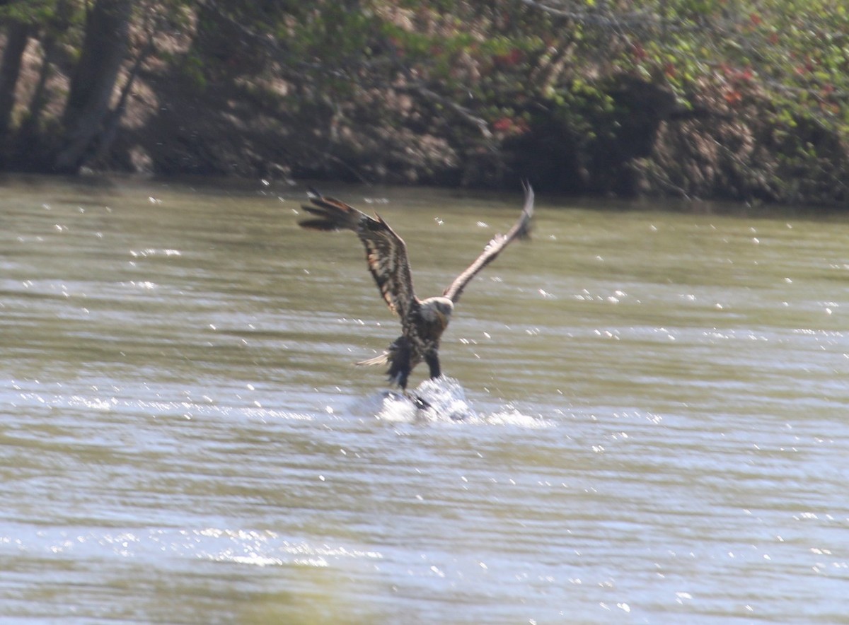 Bald Eagle - ML556587491