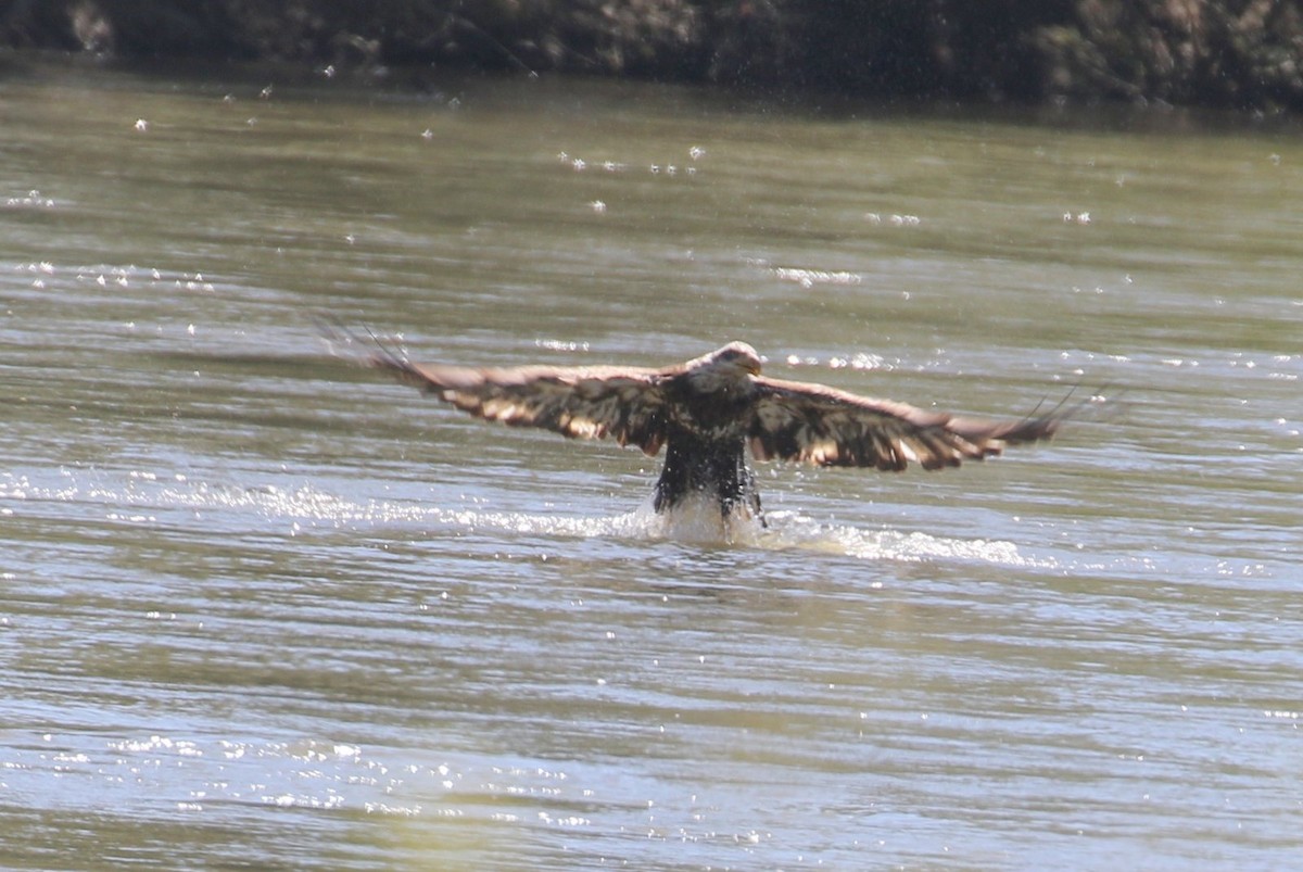 Bald Eagle - ML556587501