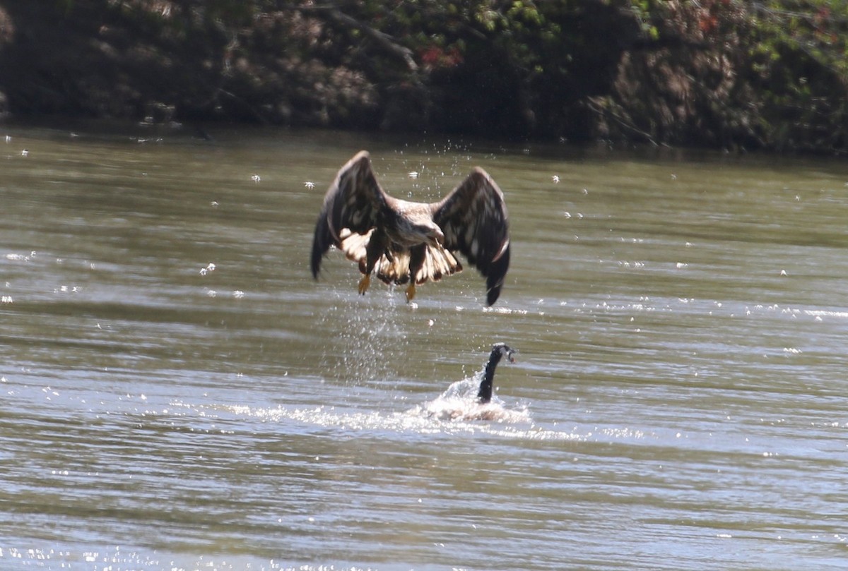 Bald Eagle - ML556587511