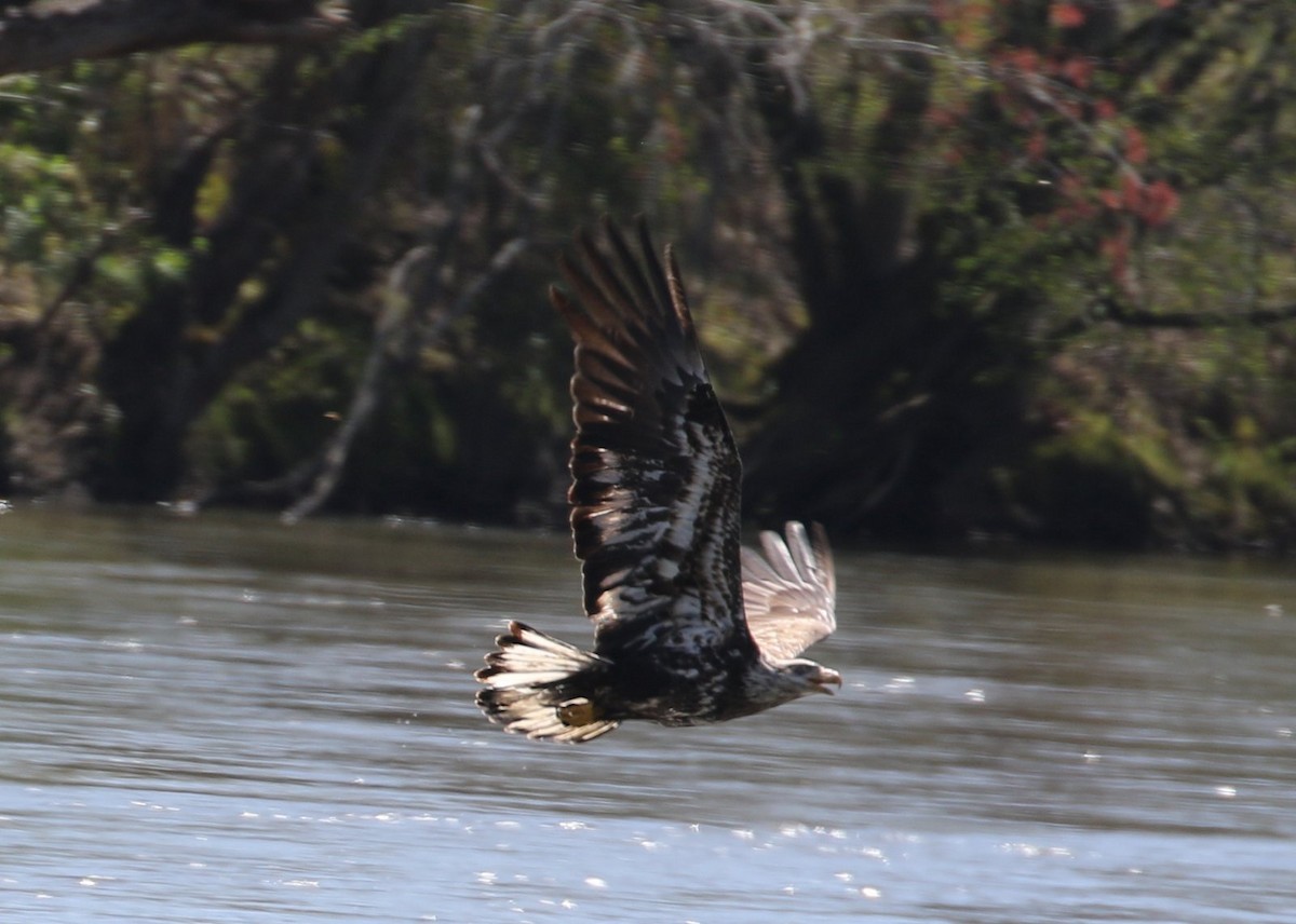 Bald Eagle - ML556587521