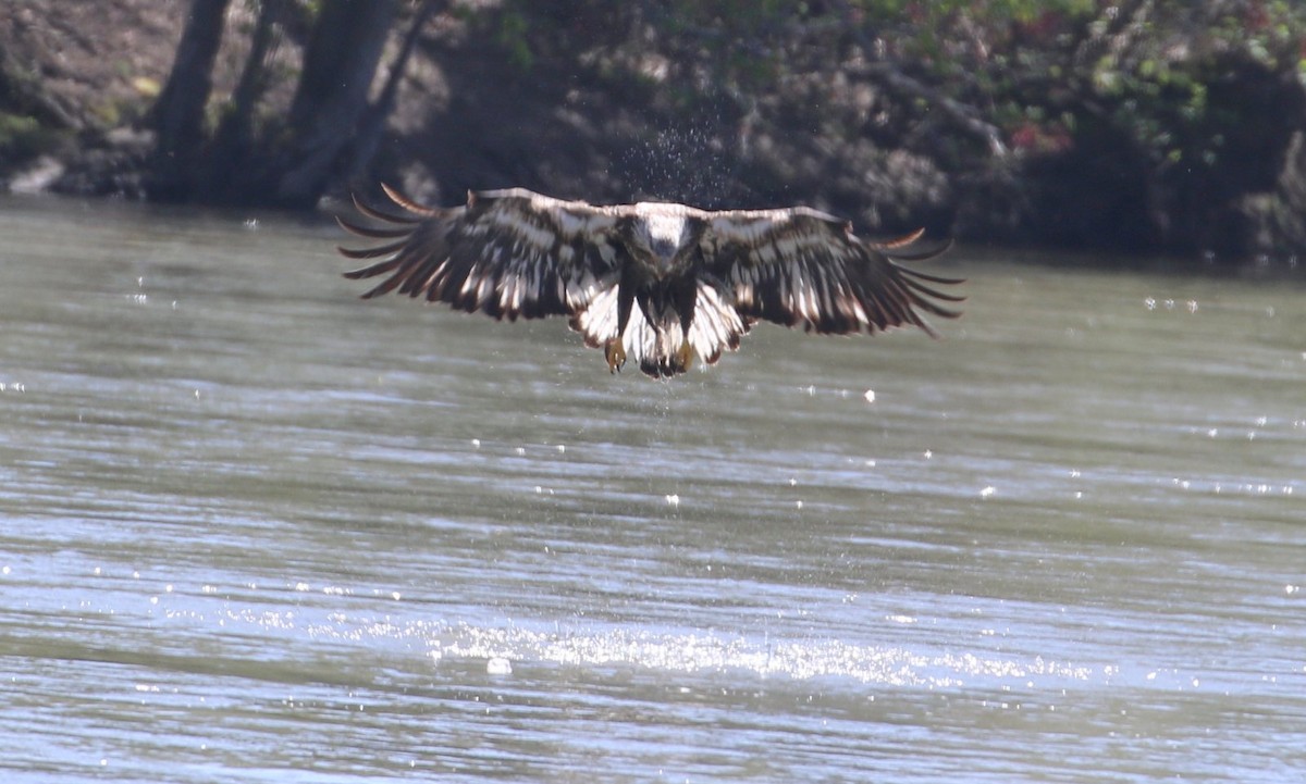 Bald Eagle - ML556587531