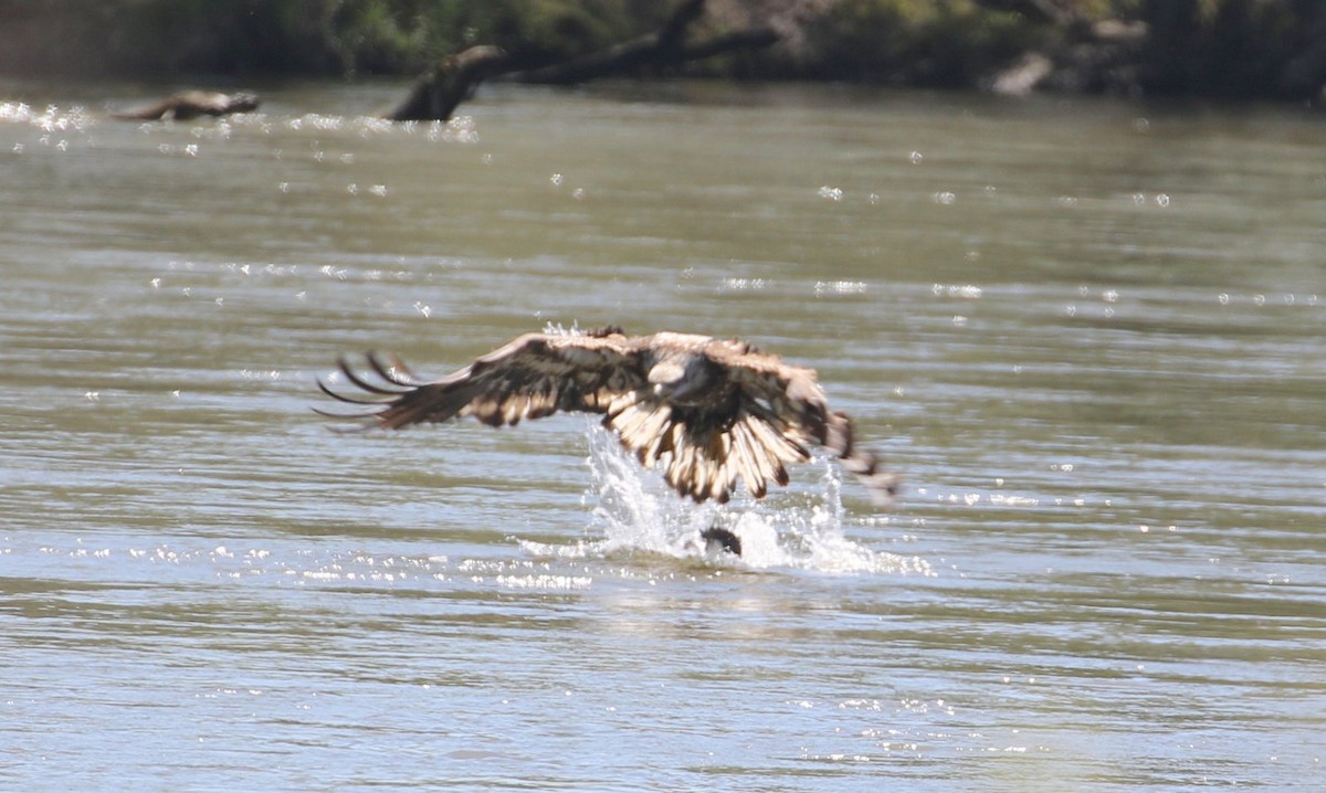 Bald Eagle - ML556587541