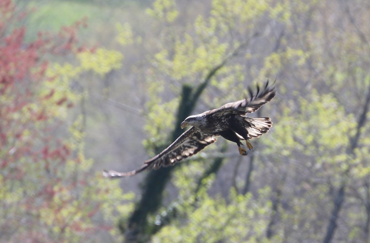 Bald Eagle - ML556587551
