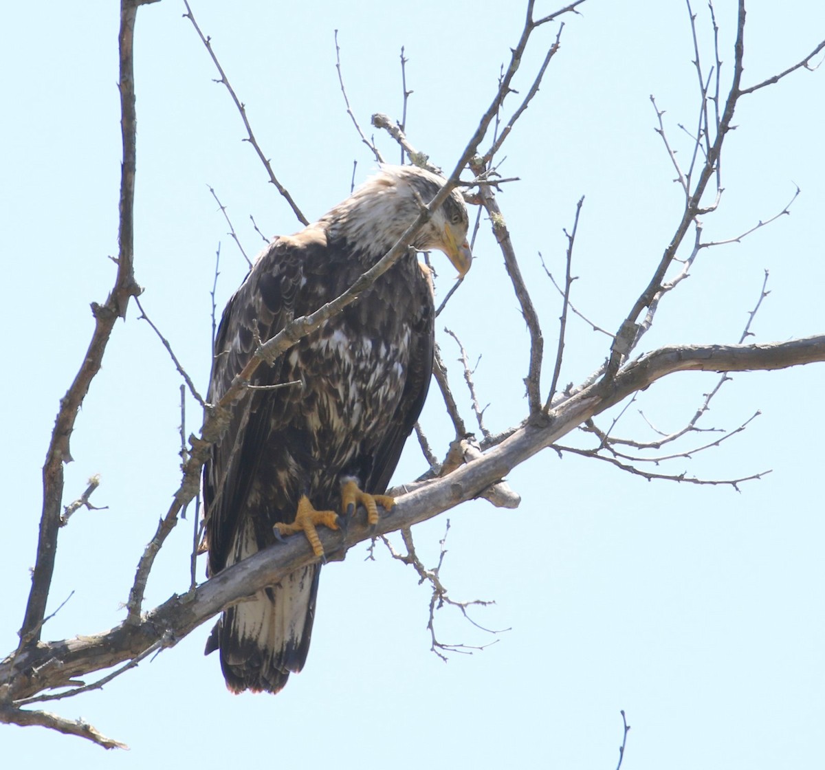 Bald Eagle - ML556587561