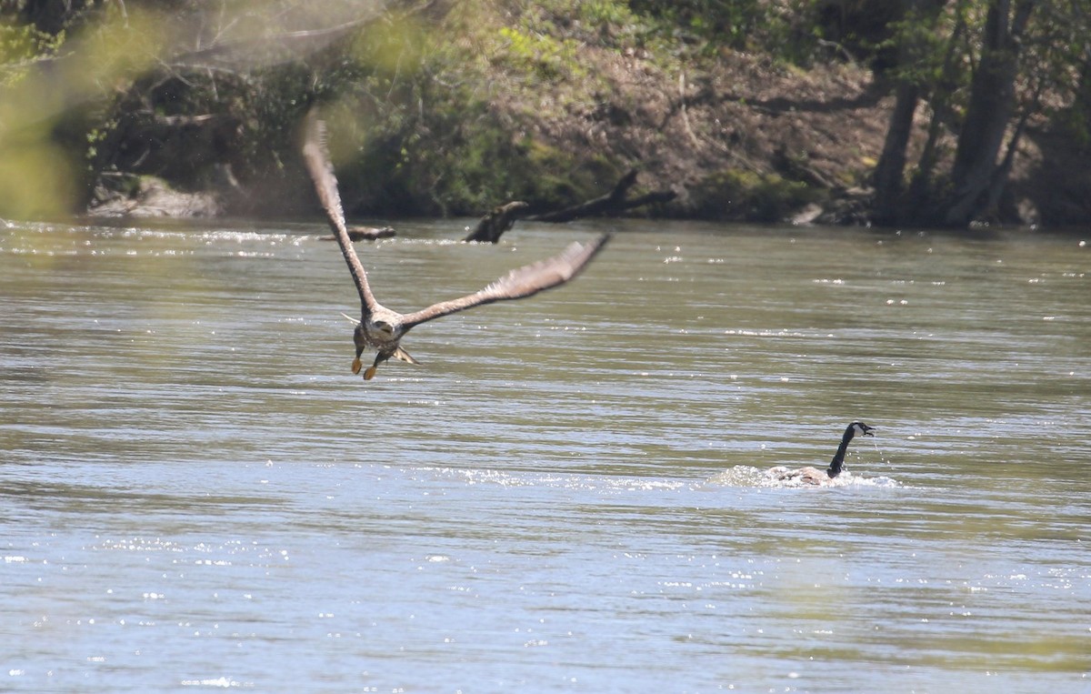 Bald Eagle - ML556587581