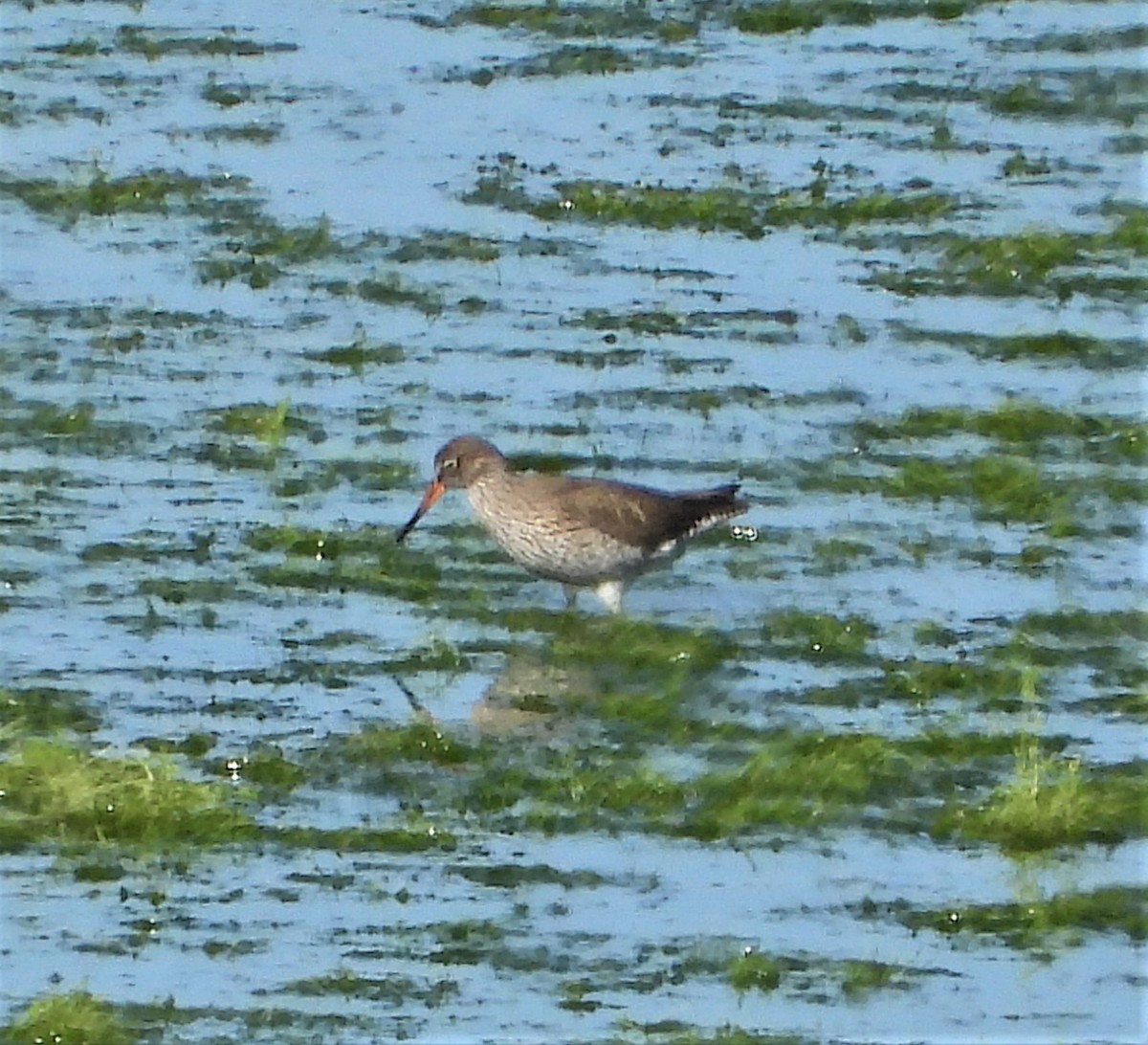 Common Redshank - ML556588081