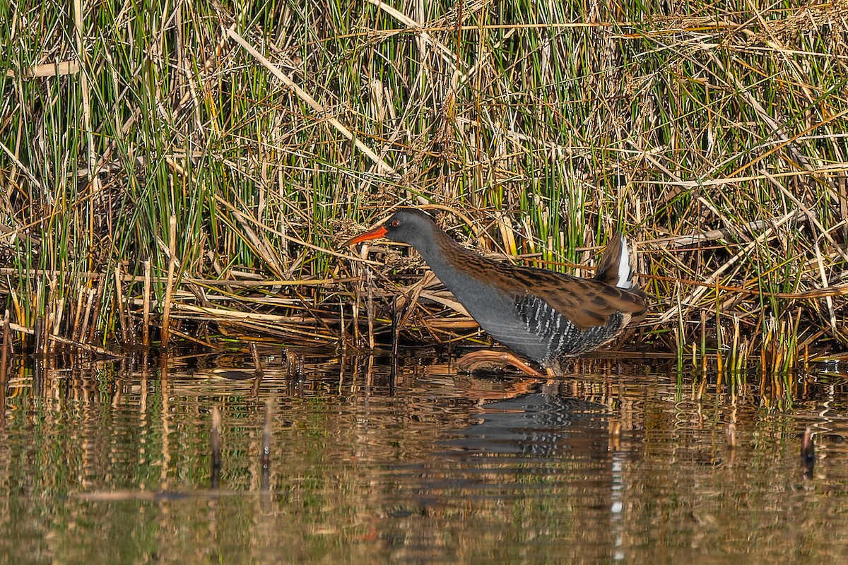 Water Rail - ML556588291