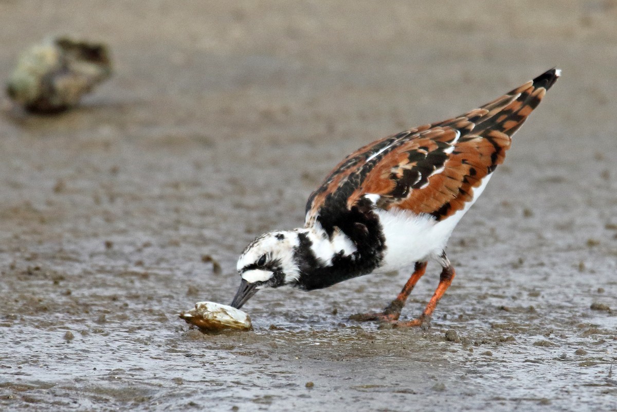 Ruddy Turnstone - Laure Wilson Neish