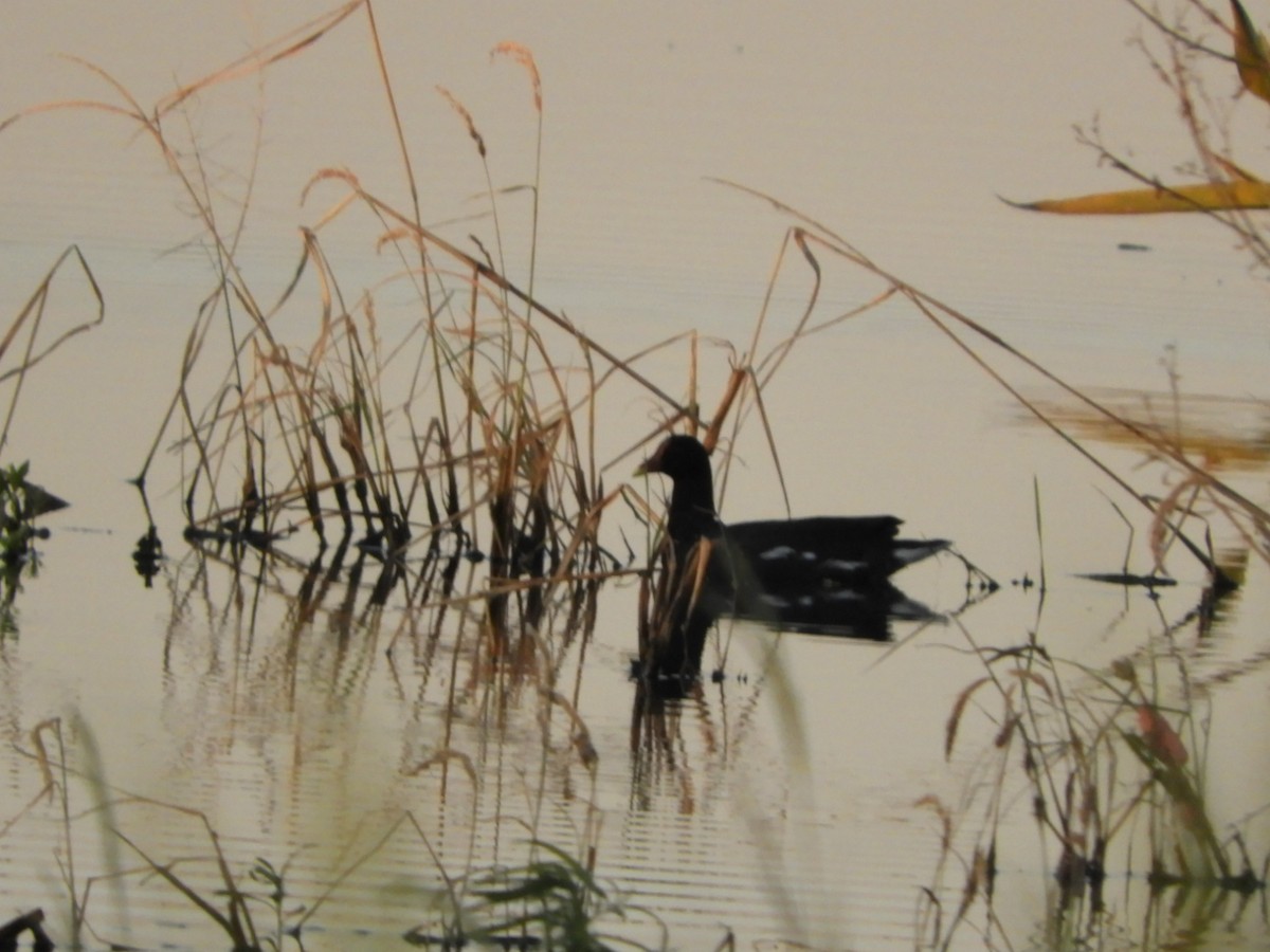 Common Gallinule - ML556591391