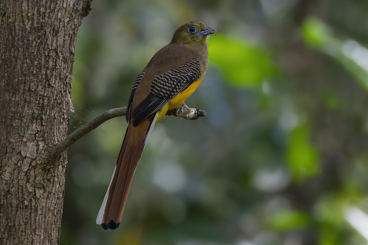 Orange-breasted Trogon - Jeff Maw