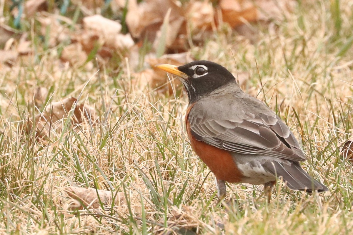 American Robin - ML556592121