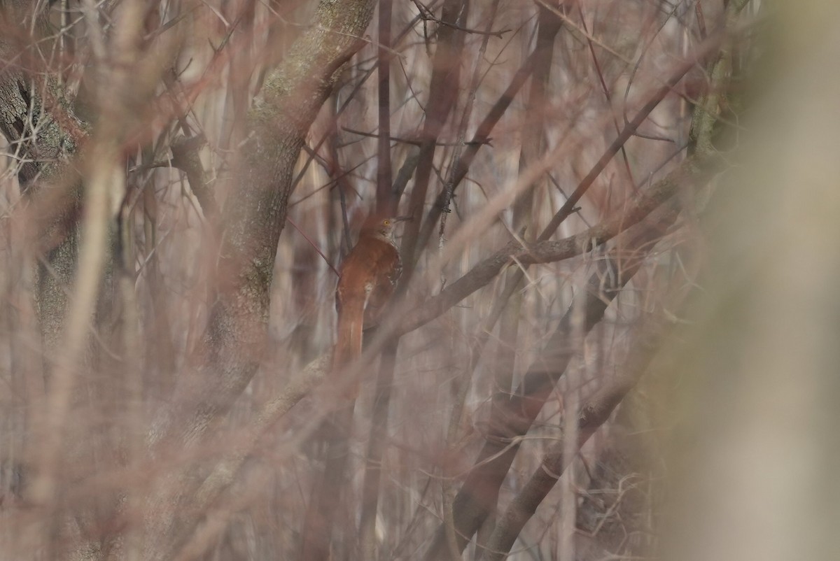 Brown Thrasher - Dwayne Murphy