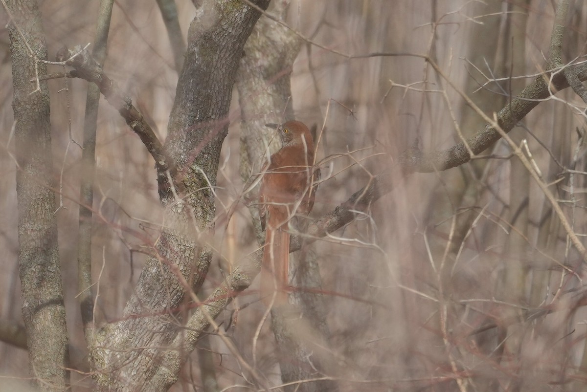 Brown Thrasher - Dwayne Murphy