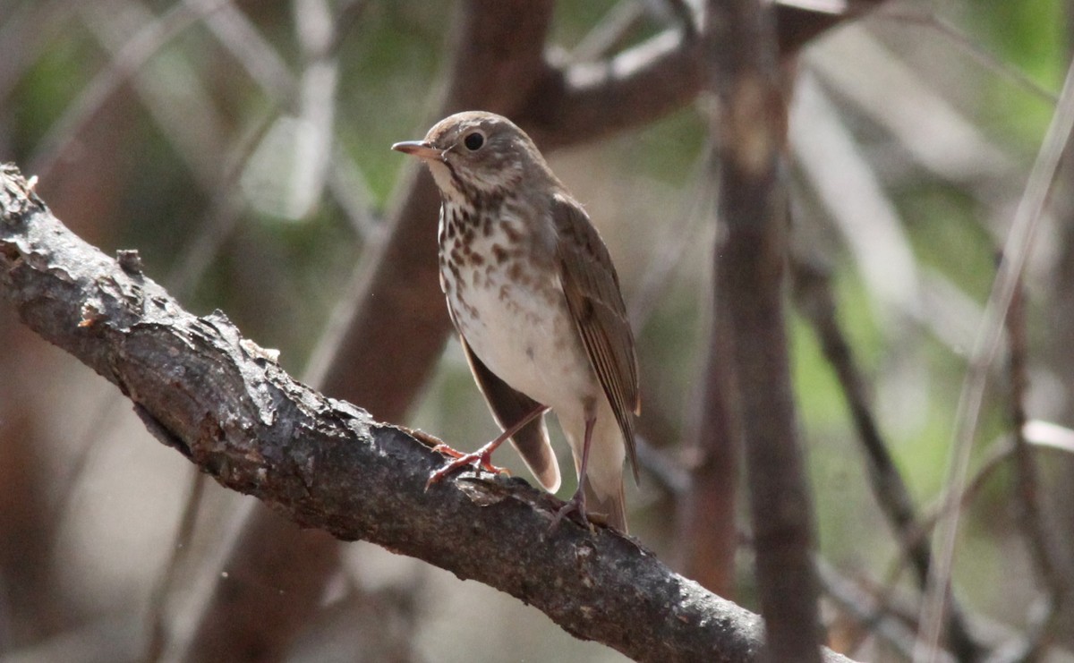 Hermit Thrush - ML556592621